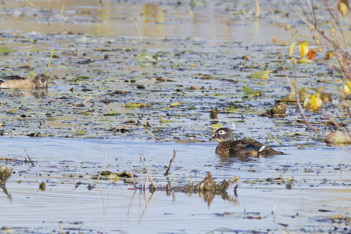 Wood Duck - ML645083411