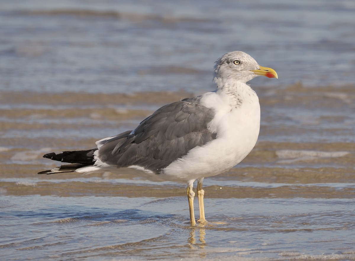 Gaviota Sombría - ML645083412