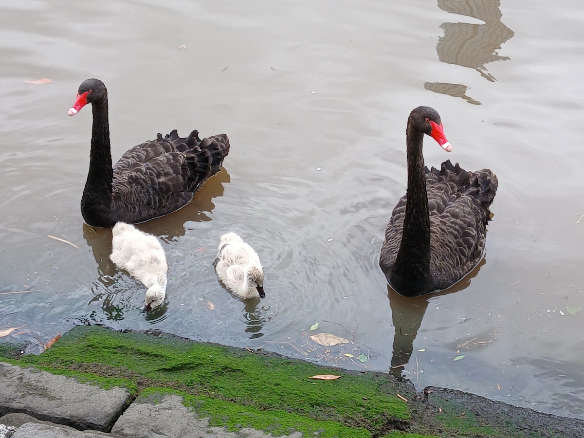 labuť černá - ML645083420