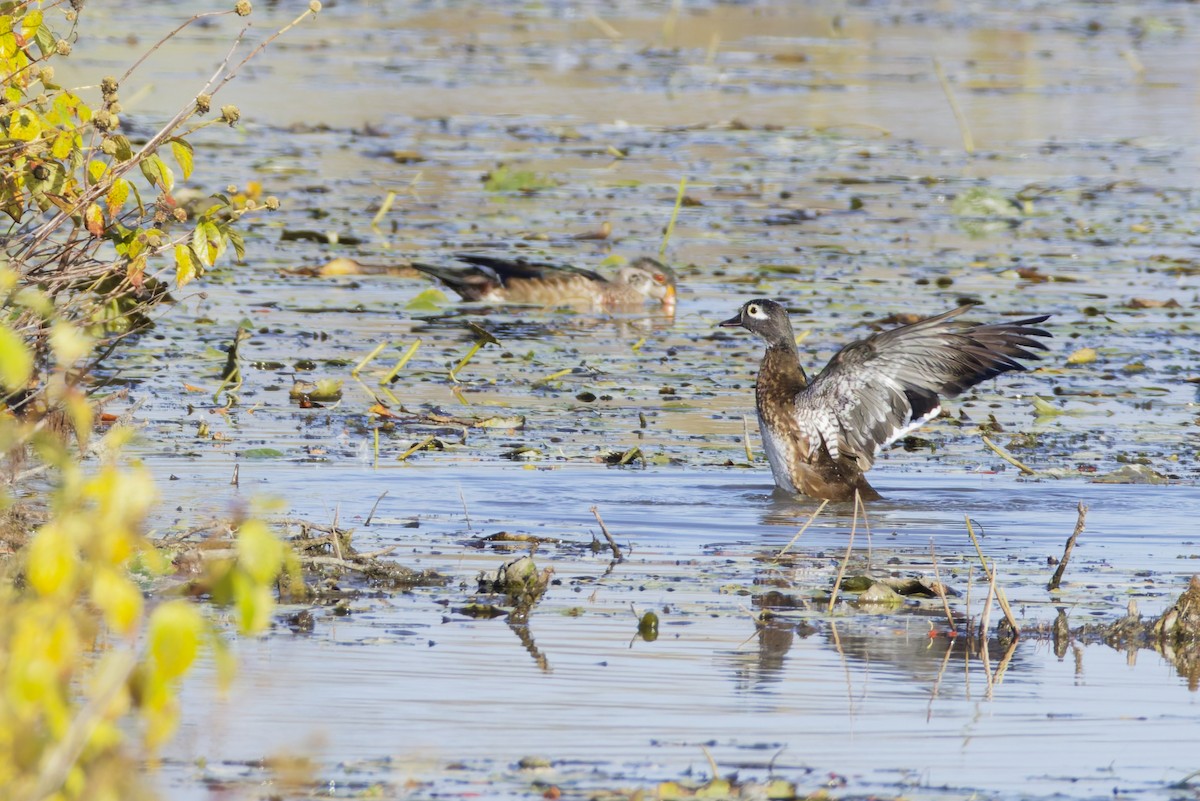 Wood Duck - ML645083443