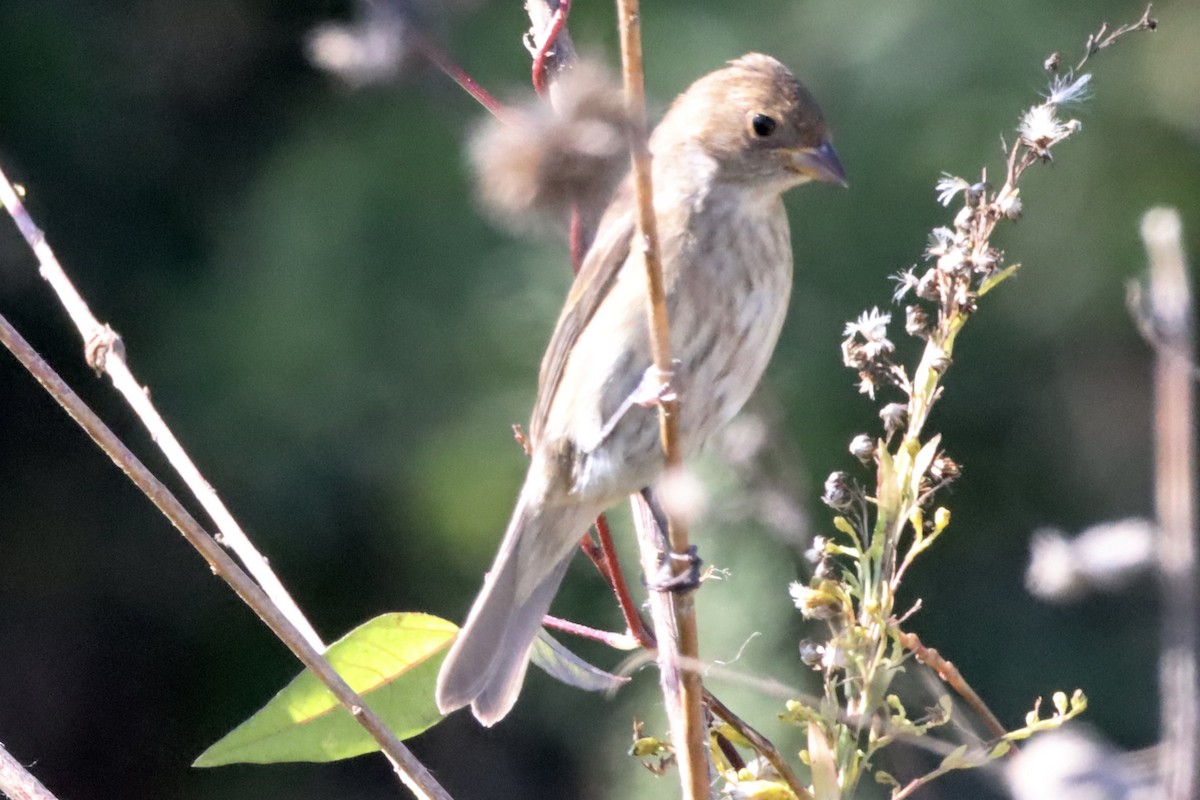 Passerin indigo - ML645083457