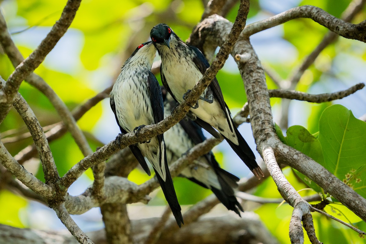 špaček lesklý - ML645083462