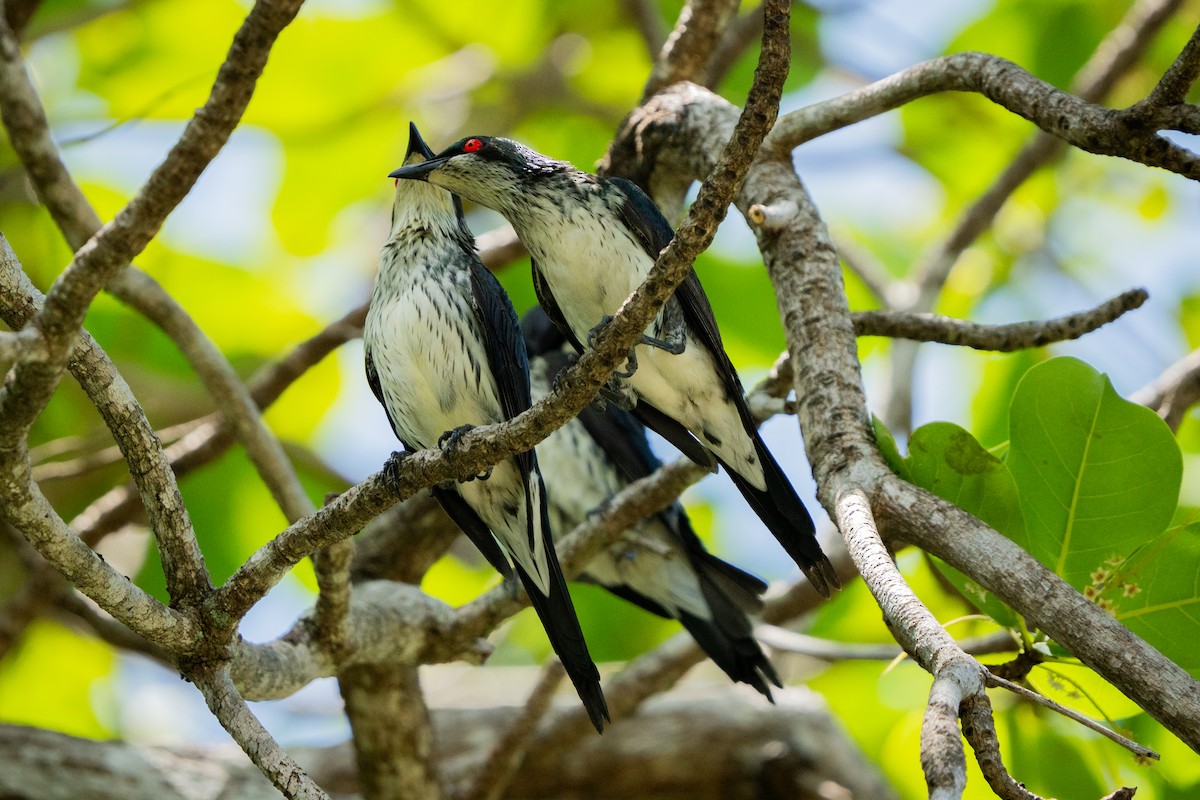 špaček lesklý - ML645083464