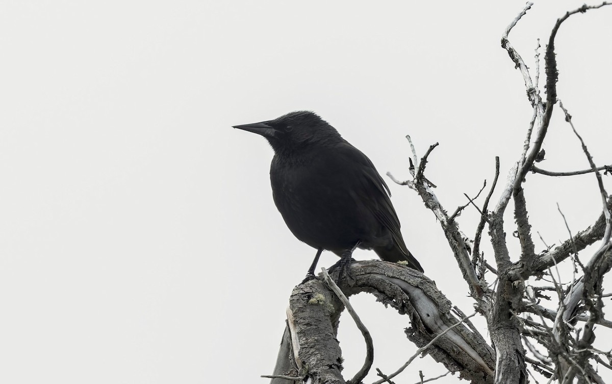 Austral Blackbird - ML645083477