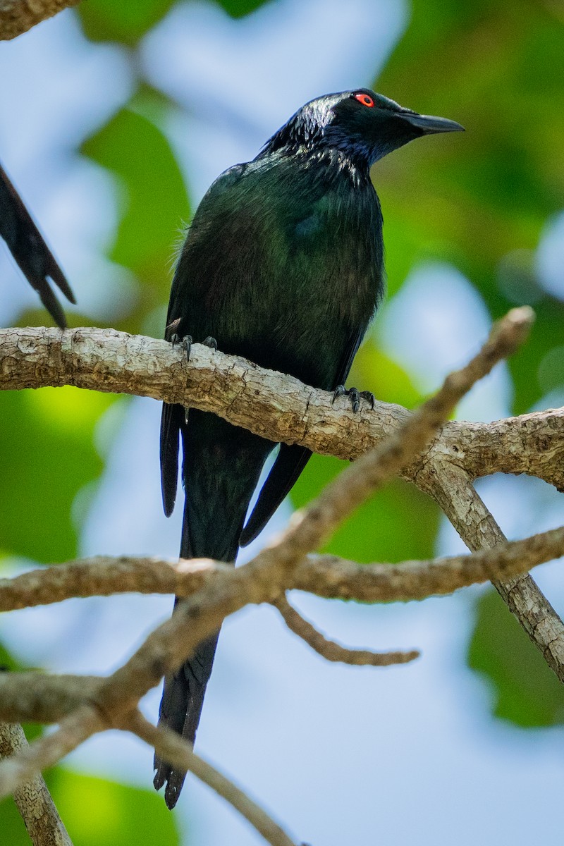 špaček lesklý - ML645083480