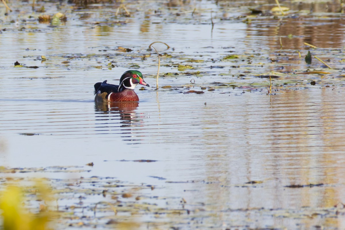 Wood Duck - ML645083497