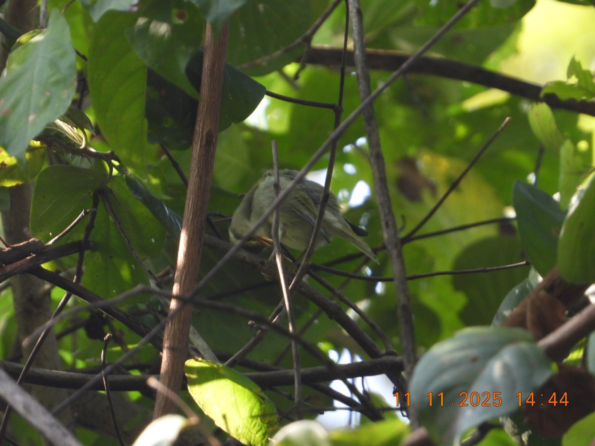 Western Crowned Warbler - ML645083498