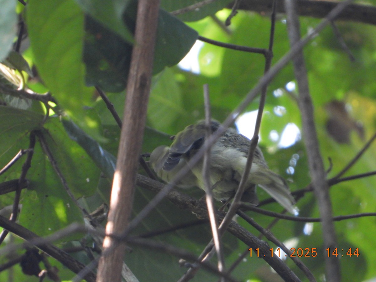 Western Crowned Warbler - ML645083499