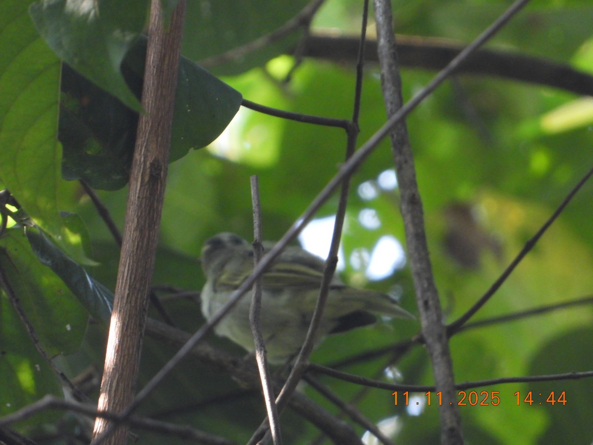 Western Crowned Warbler - ML645083500