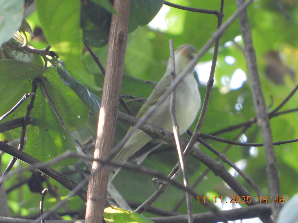 Western Crowned Warbler - ML645083501