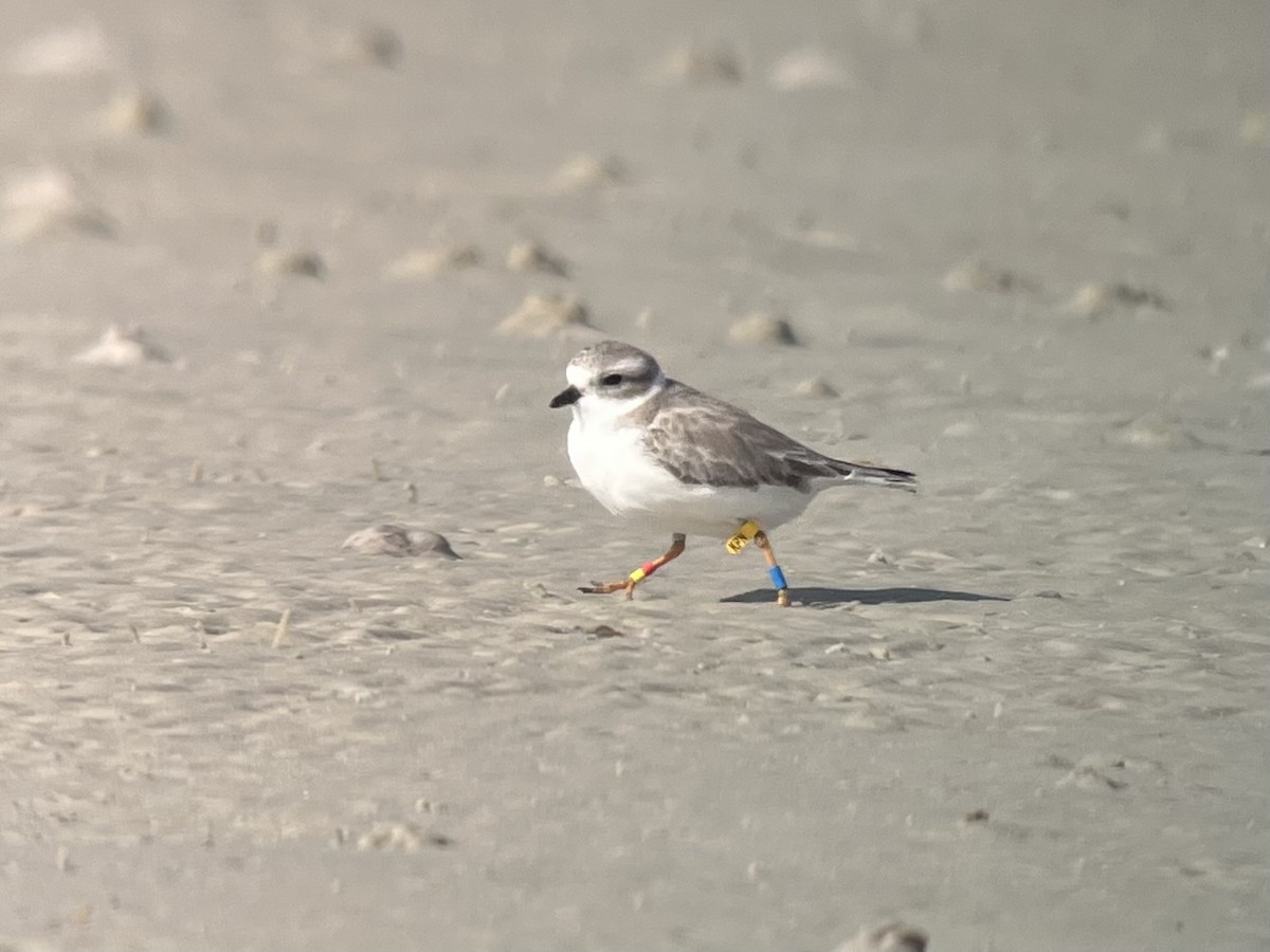 Islıkçı Cılıbıt - ML645083504