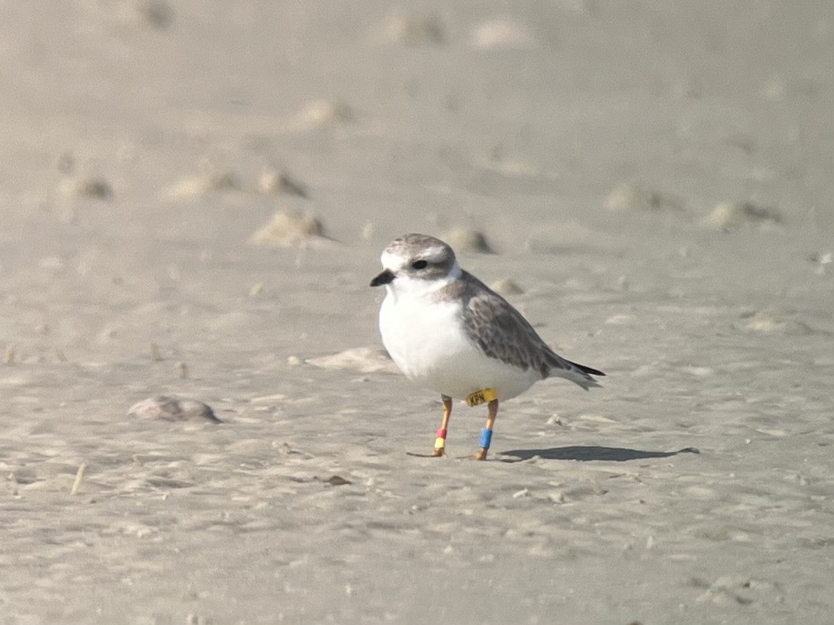 Islıkçı Cılıbıt - ML645083505