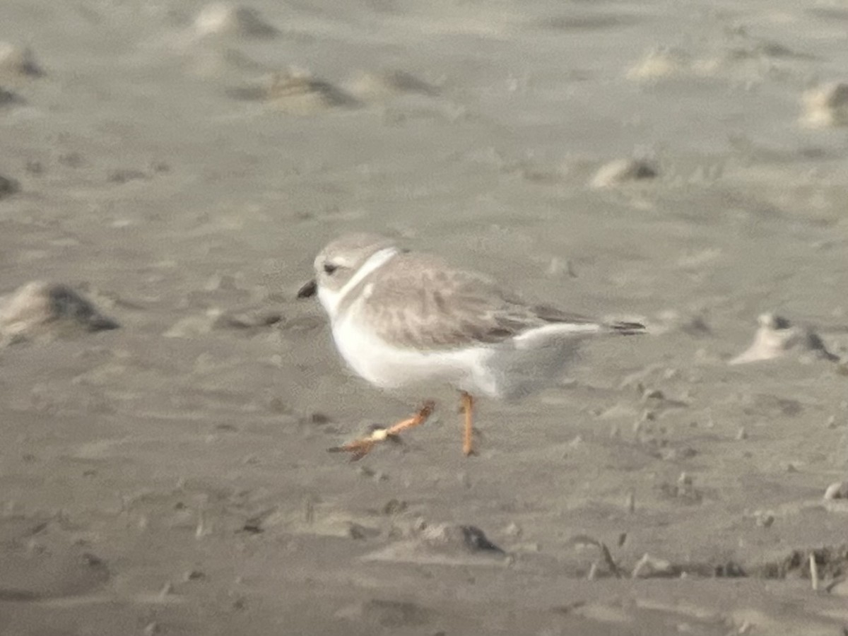 Islıkçı Cılıbıt - ML645083506