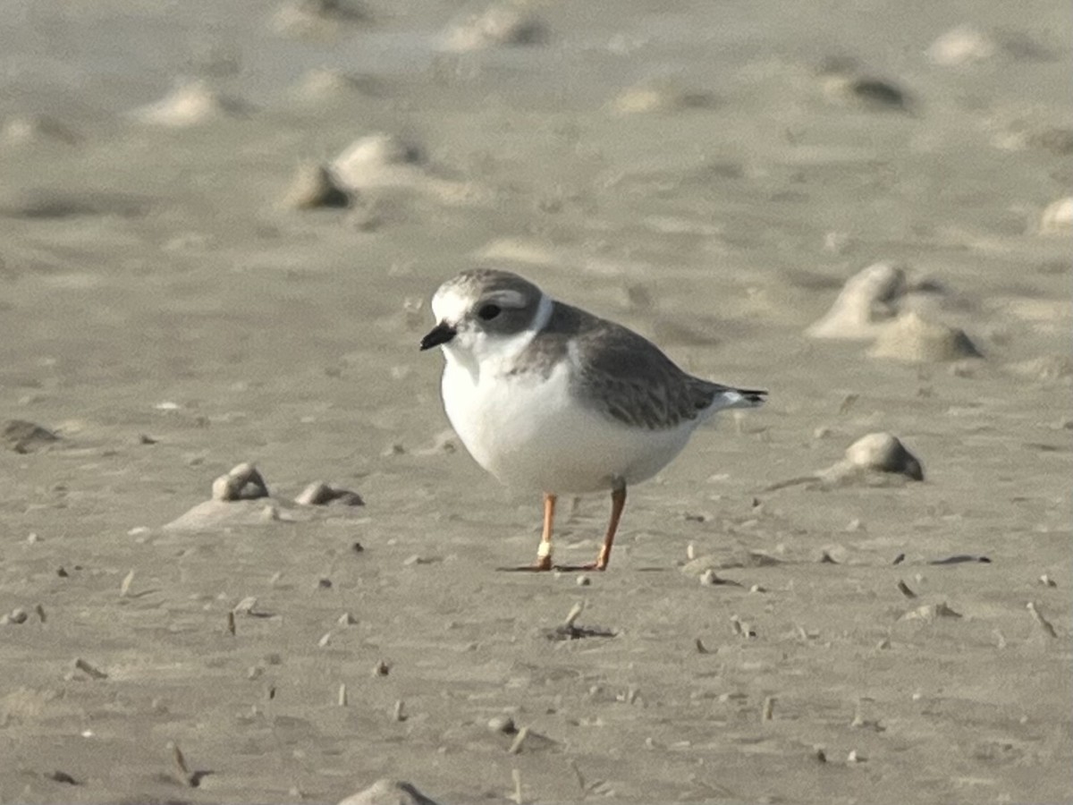 Islıkçı Cılıbıt - ML645083507