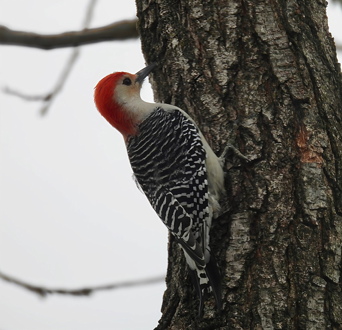 Red-bellied Woodpecker - ML645083517