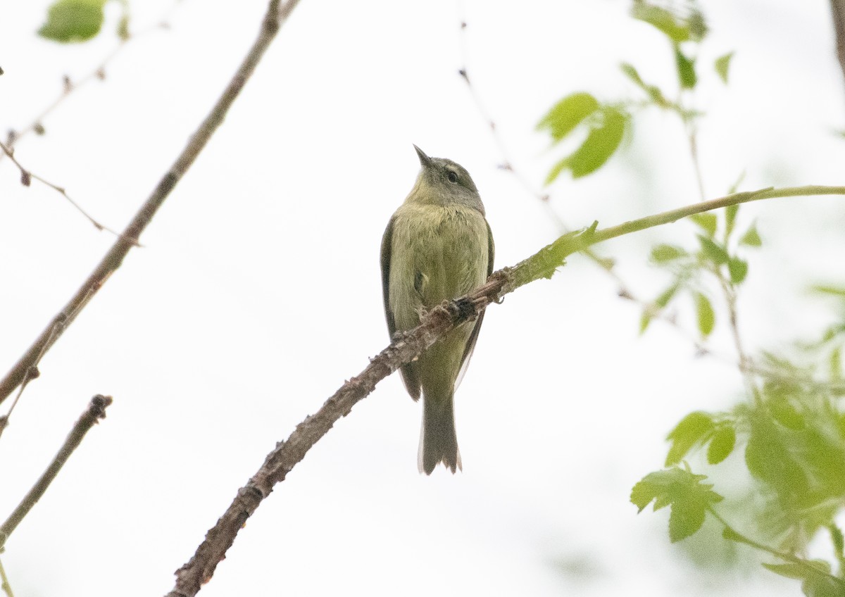 Orange-crowned Warbler - ML645083521