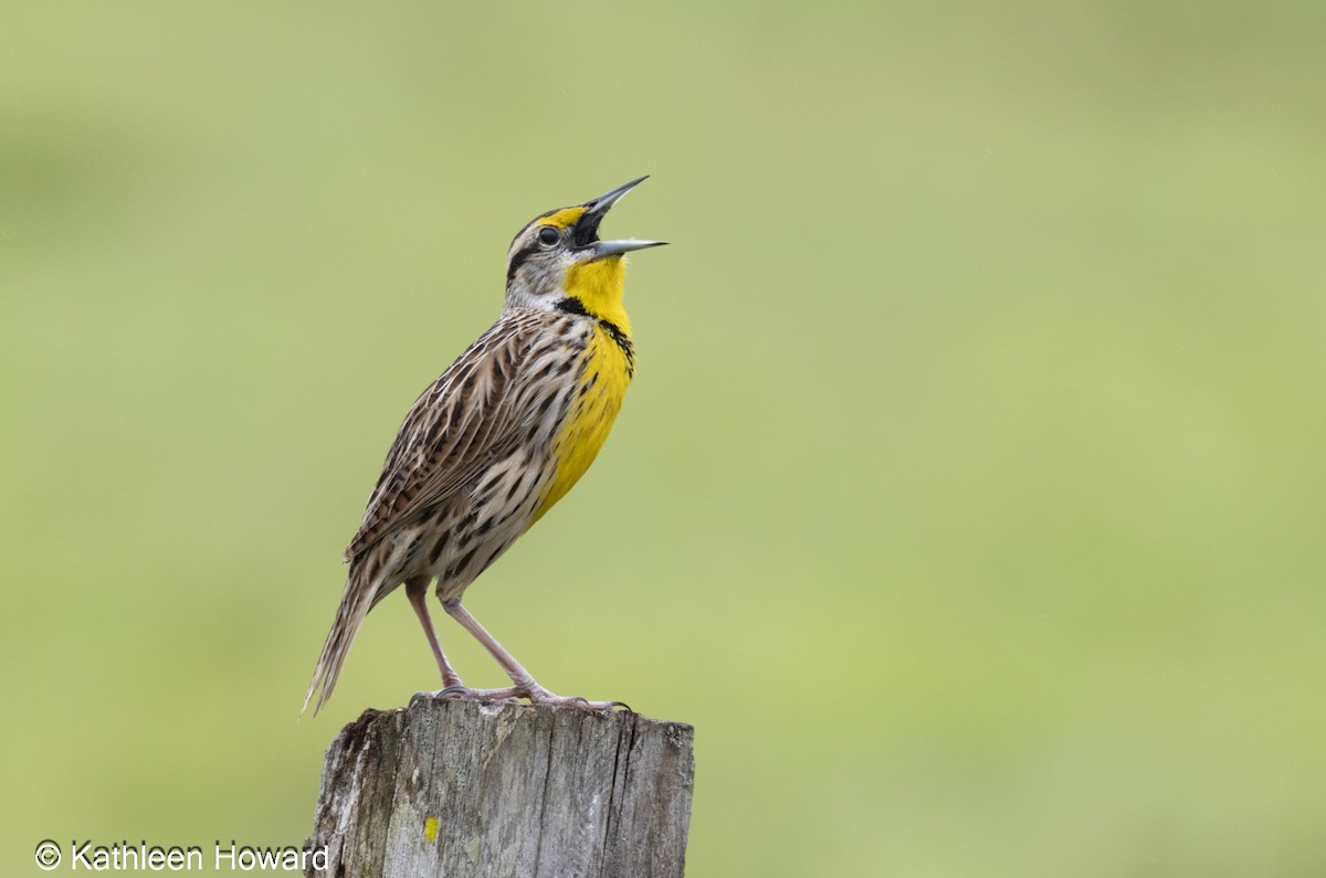 Eastern Meadowlark - ML645083534