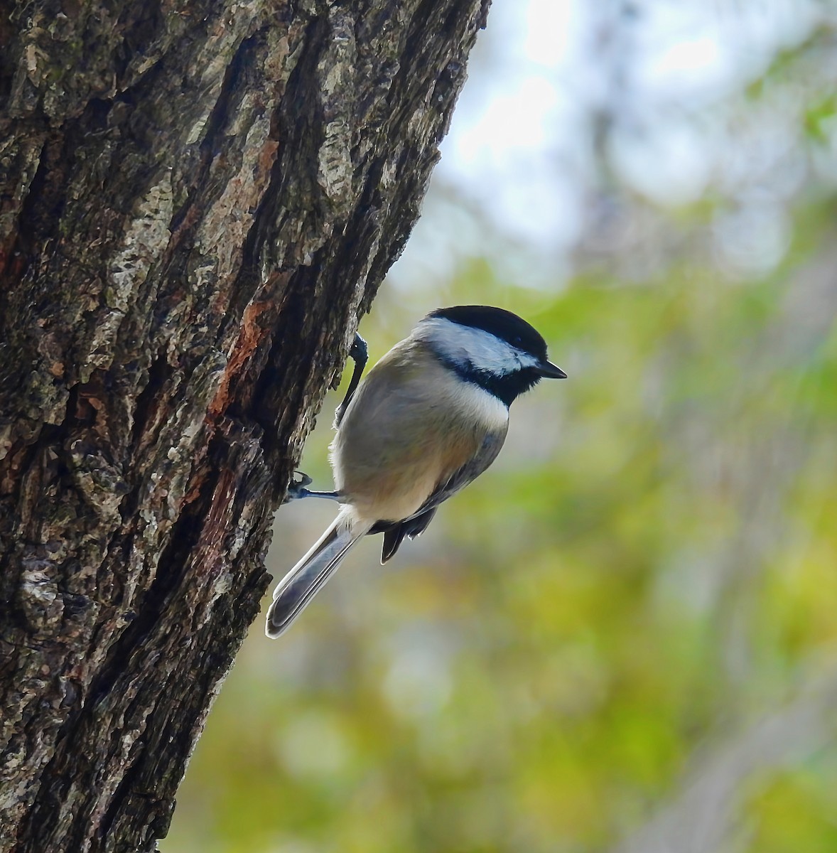 Каролинская гаичка - ML645083537