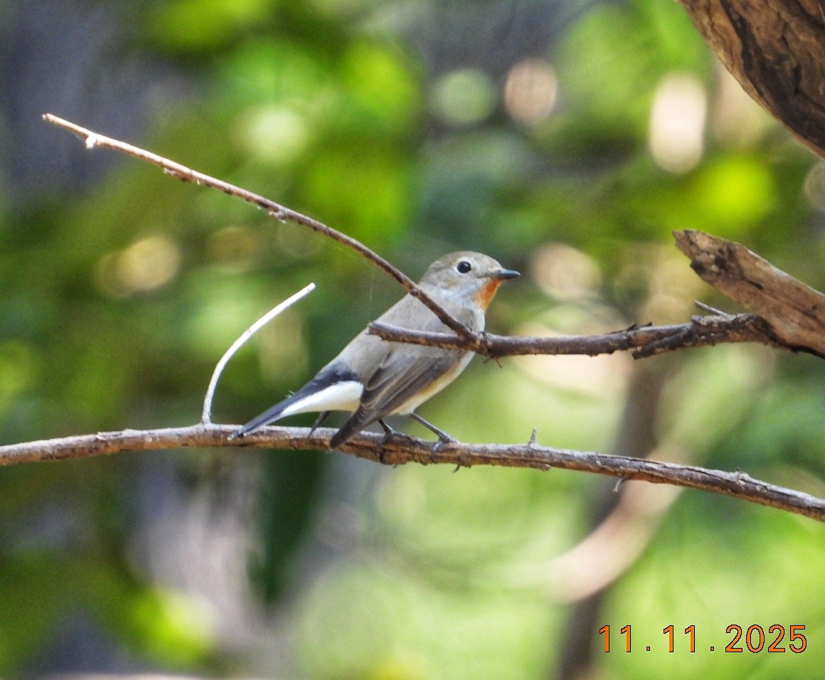Taiga Flycatcher - ML645083538