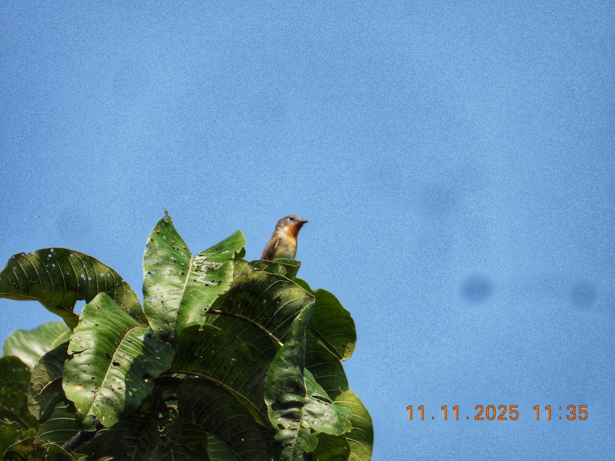 Red-breasted Flycatcher - ML645083556