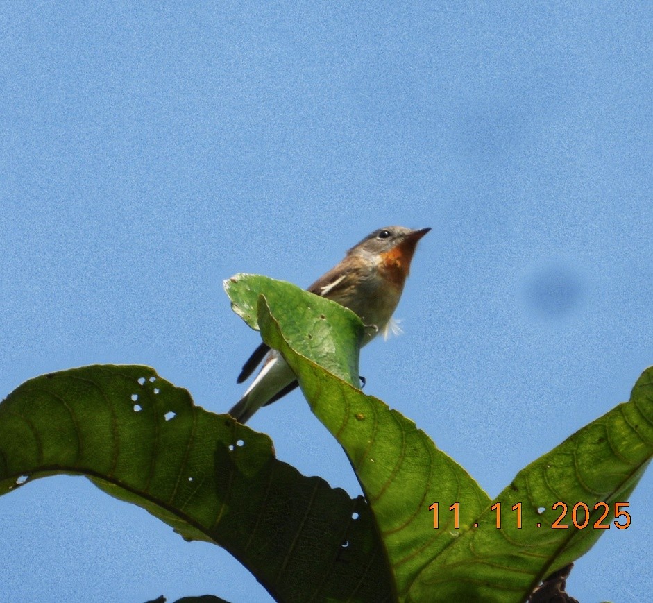 Red-breasted Flycatcher - ML645083557