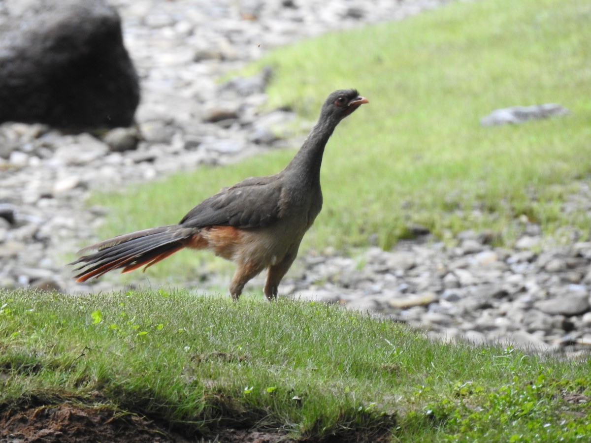 Chaco Chachalaca - ML645083578