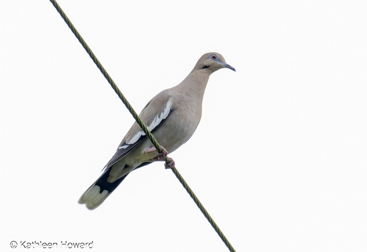 White-winged Dove - ML645083580