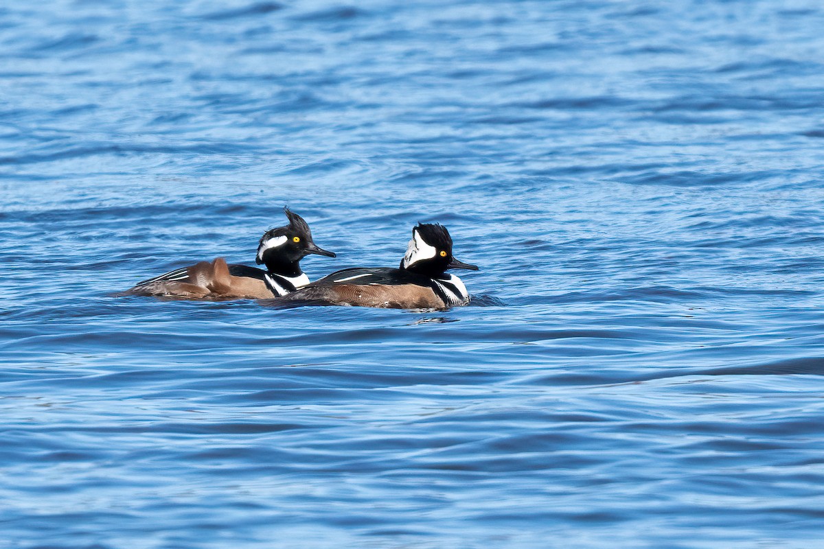 Hooded Merganser - ML645083609