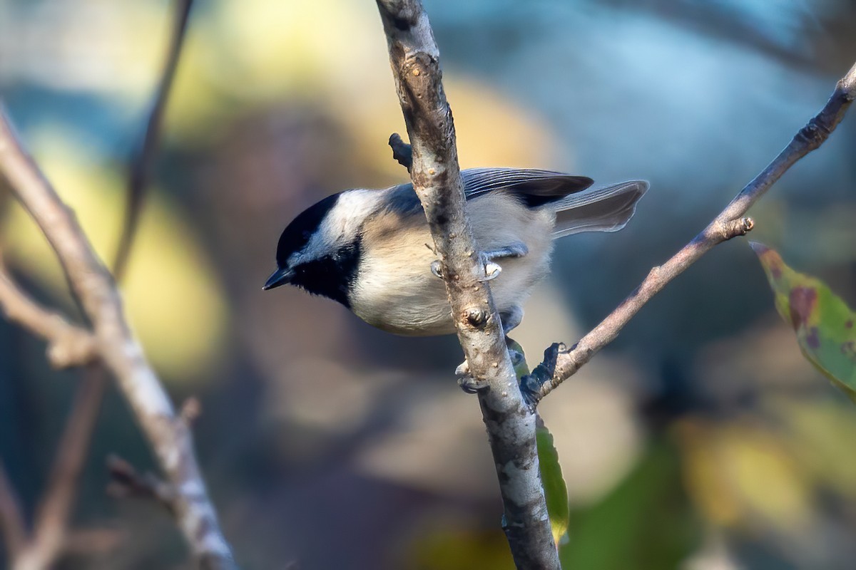 Каролинская гаичка - ML645083612