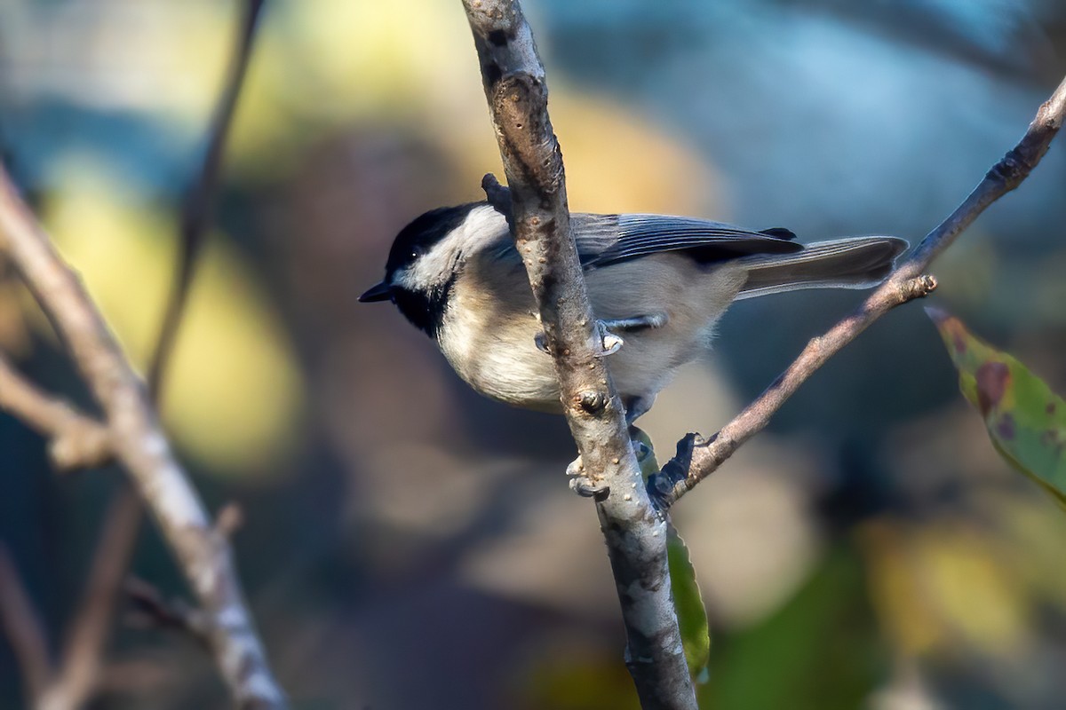 Каролинская гаичка - ML645083613