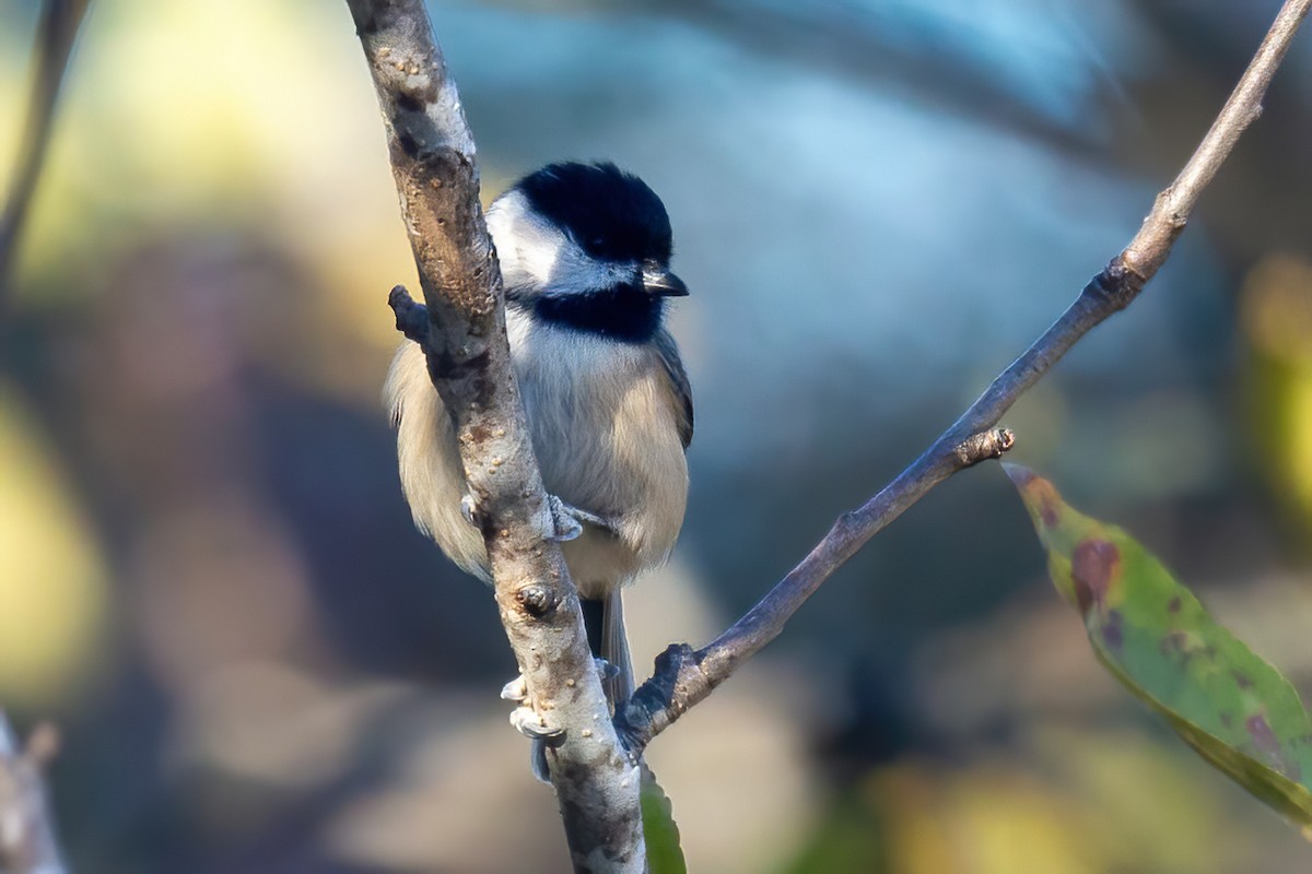 Каролинская гаичка - ML645083614