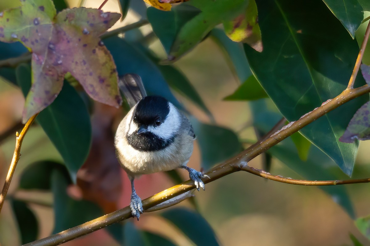 Каролинская гаичка - ML645083615