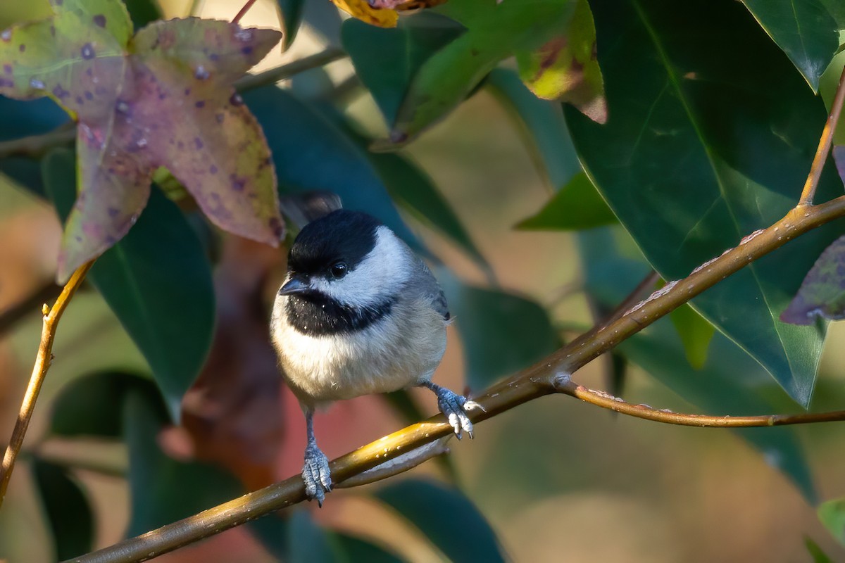 Каролинская гаичка - ML645083616