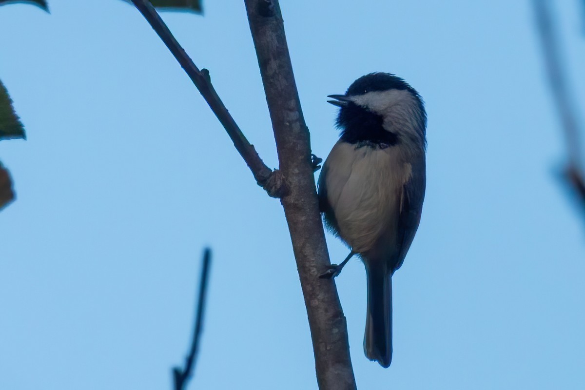 Каролинская гаичка - ML645083617