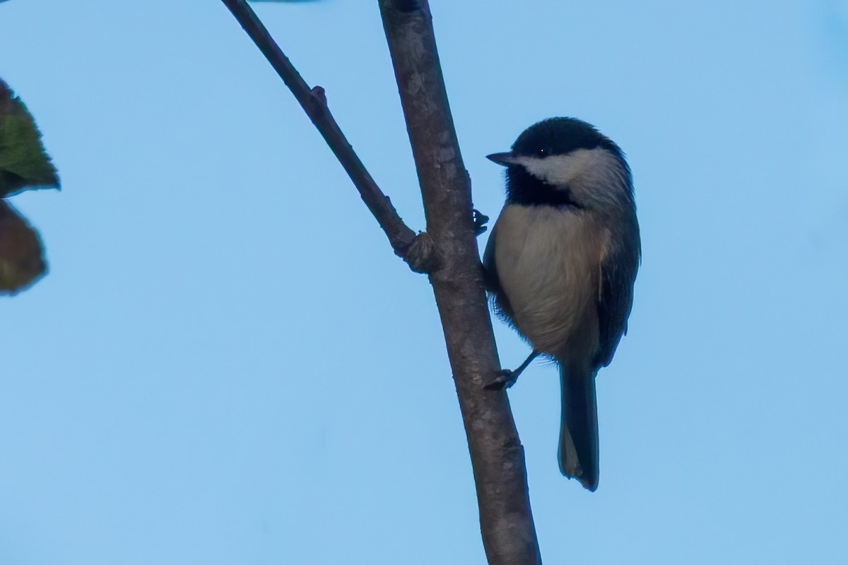 Каролинская гаичка - ML645083618