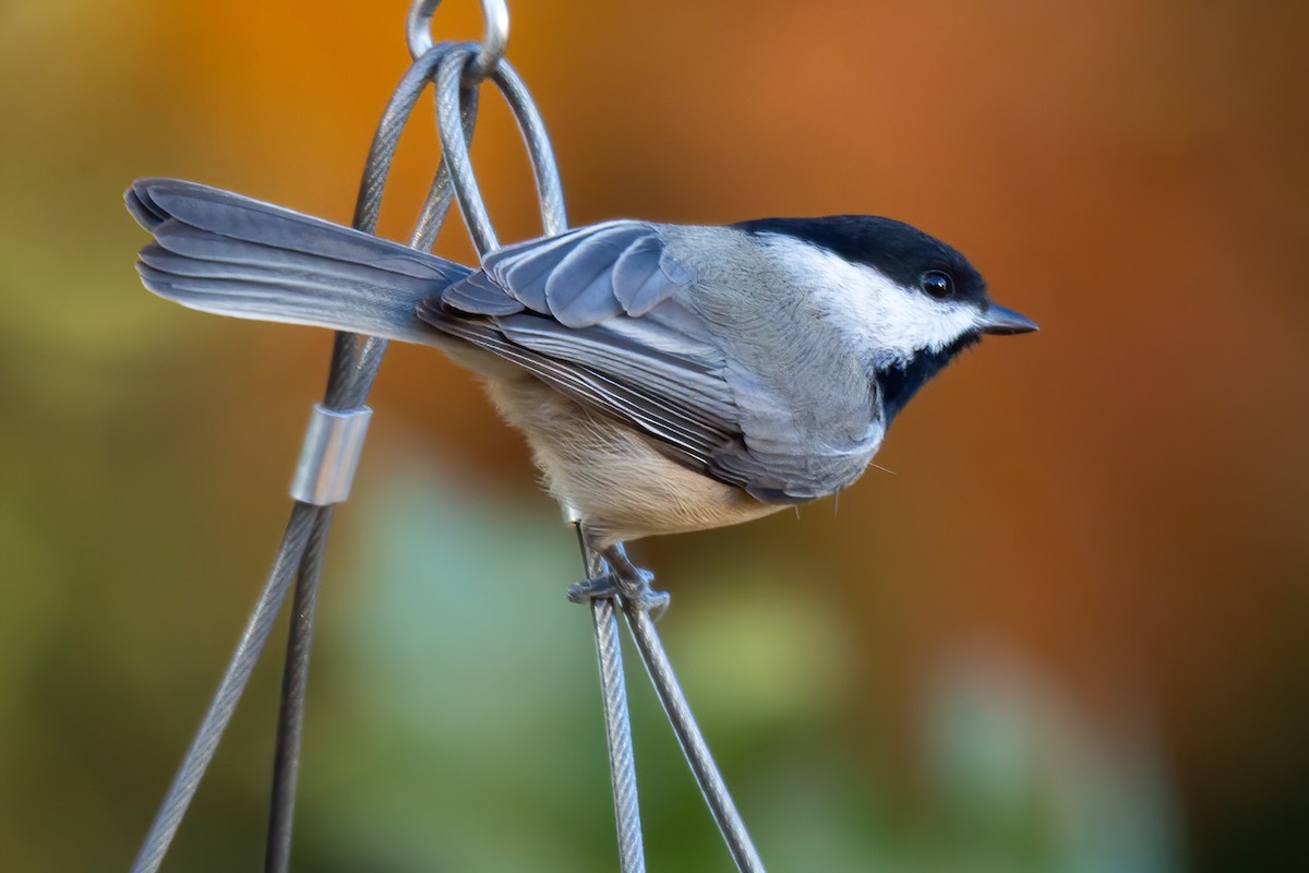 Каролинская гаичка - ML645083619