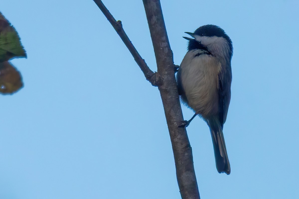 Каролинская гаичка - ML645083620