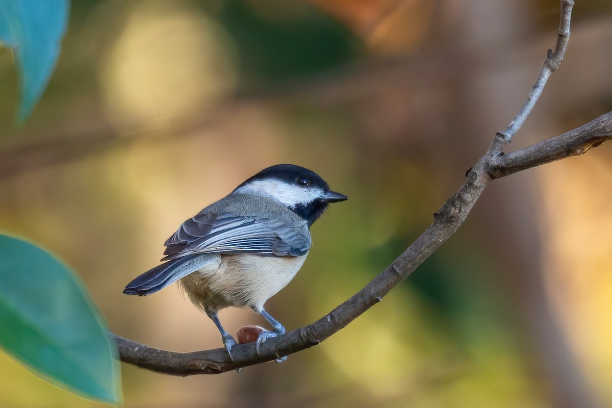 Каролинская гаичка - ML645083621