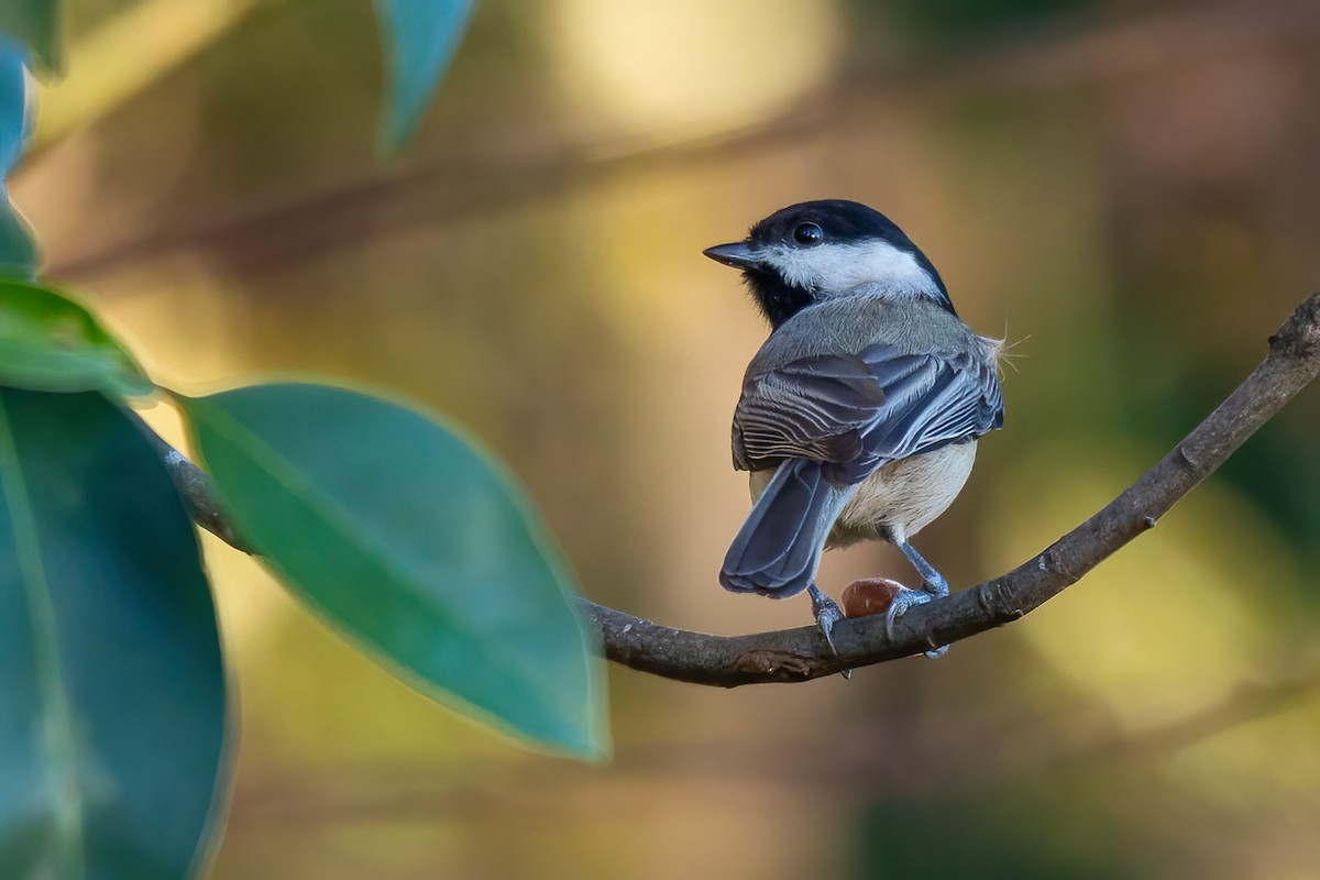 Каролинская гаичка - ML645083622