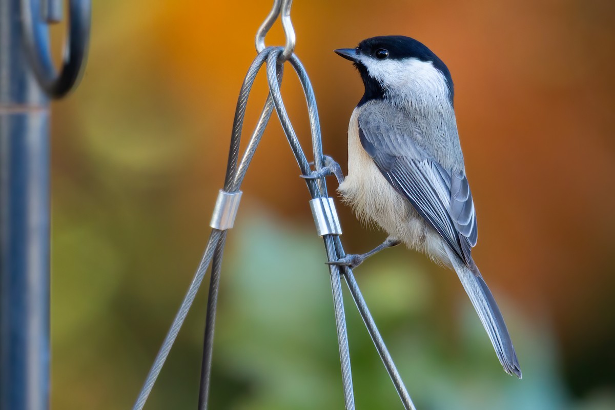 Каролинская гаичка - ML645083624