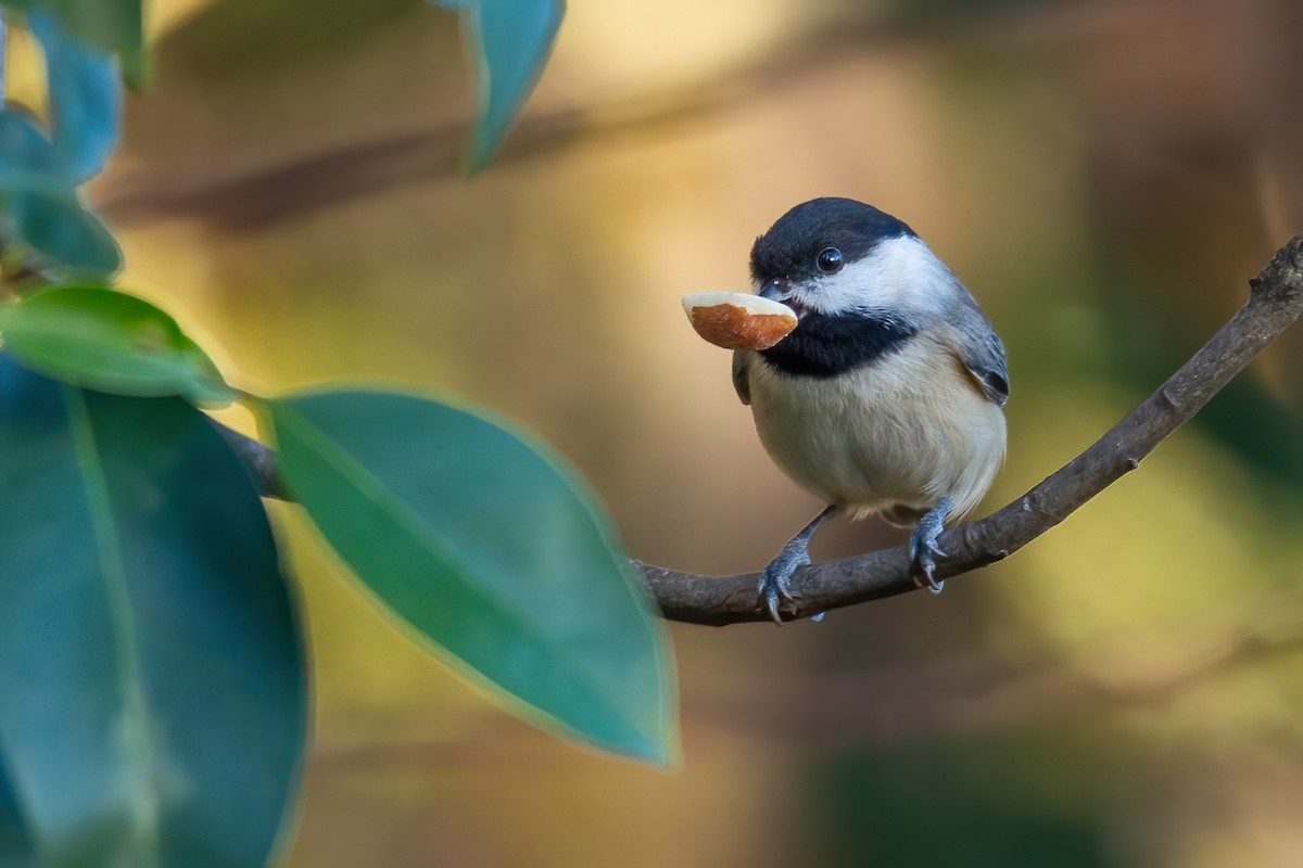 Каролинская гаичка - ML645083625