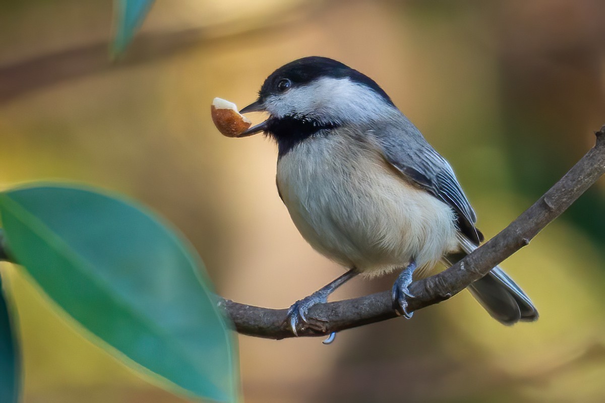 Каролинская гаичка - ML645083626