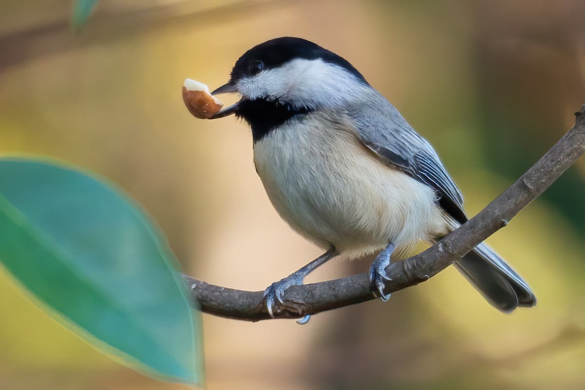 Каролинская гаичка - ML645083627