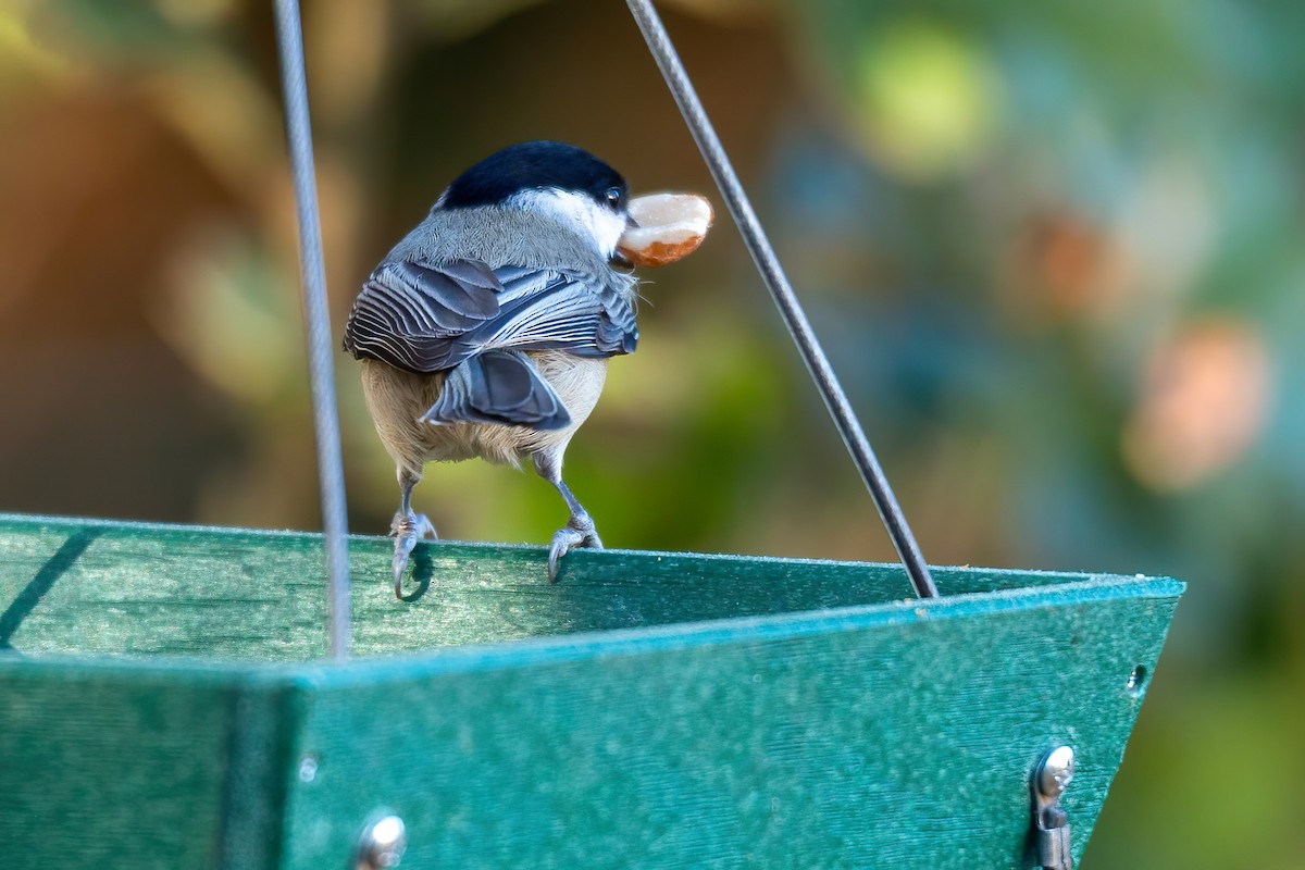 Каролинская гаичка - ML645083628