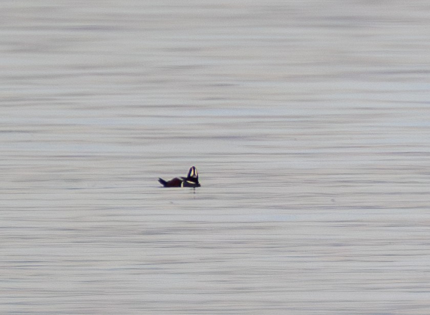 Ahate arlekina - ML645083633