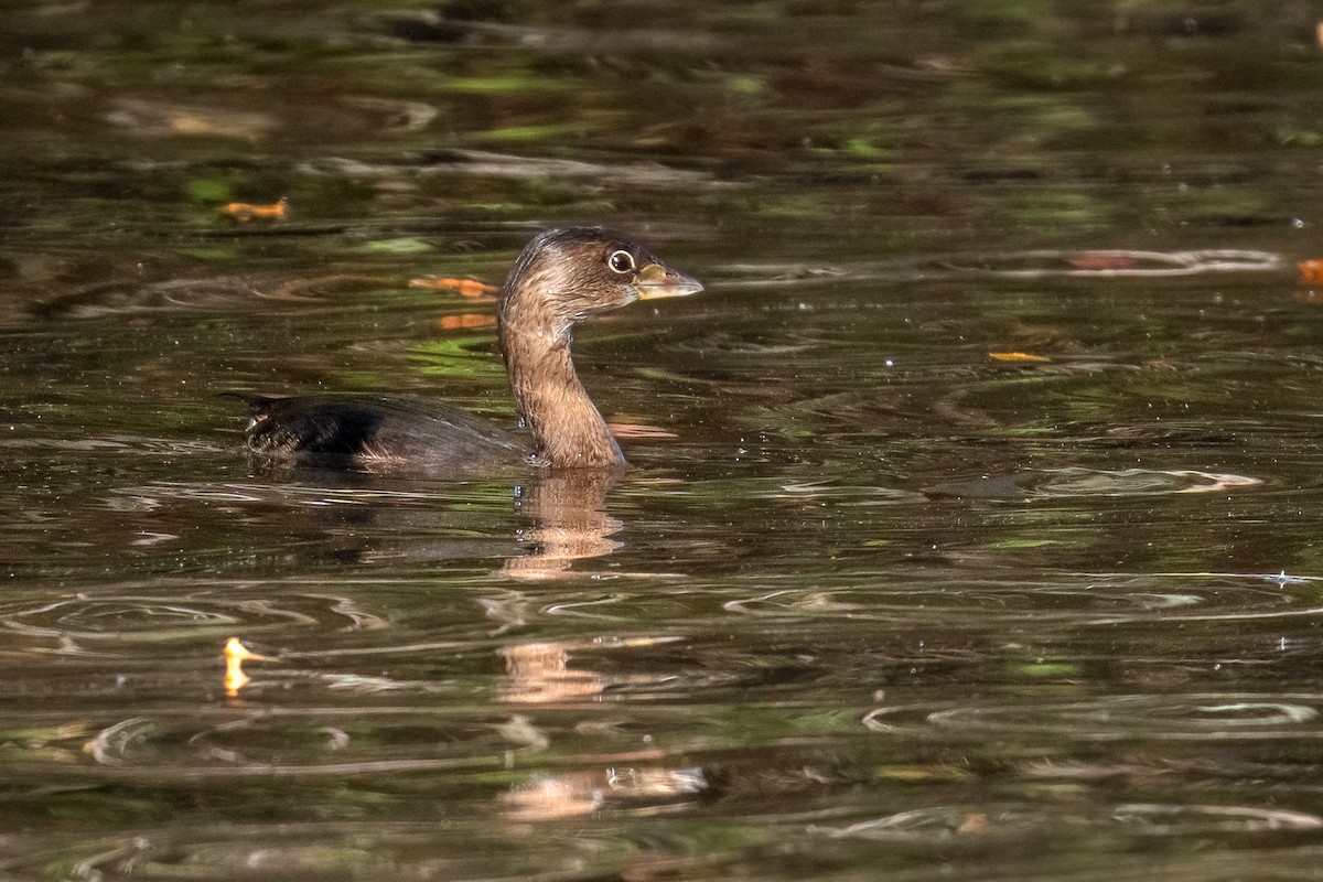 Pied-billed Grebe - ML645083644