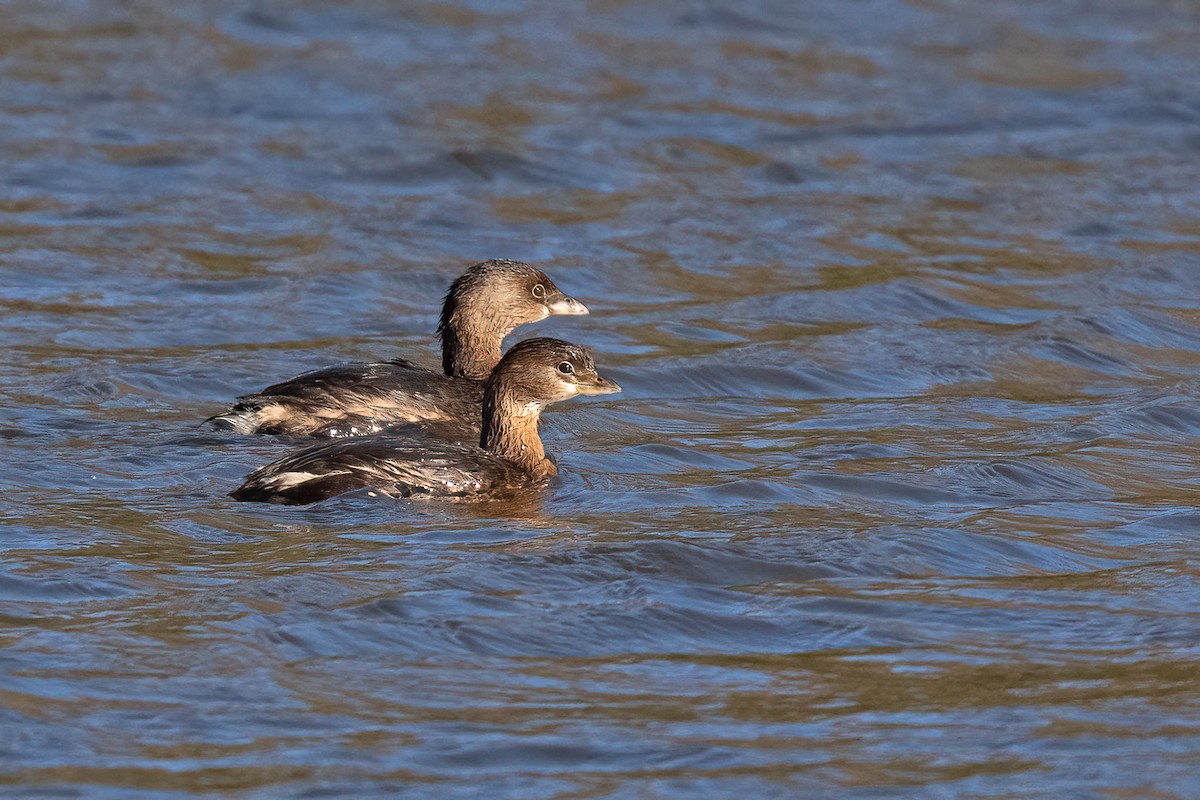 Pied-billed Grebe - ML645083645