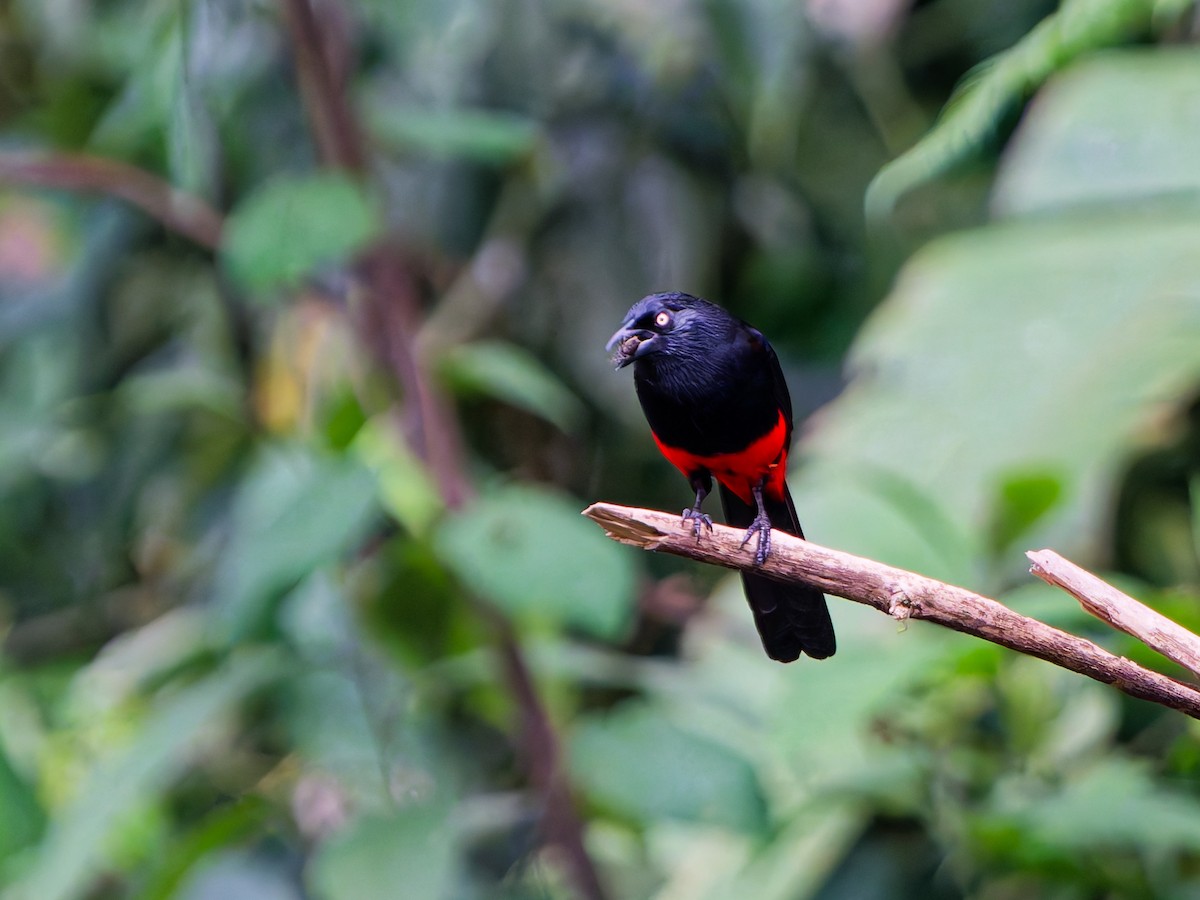 Red-bellied Grackle - ML645083647