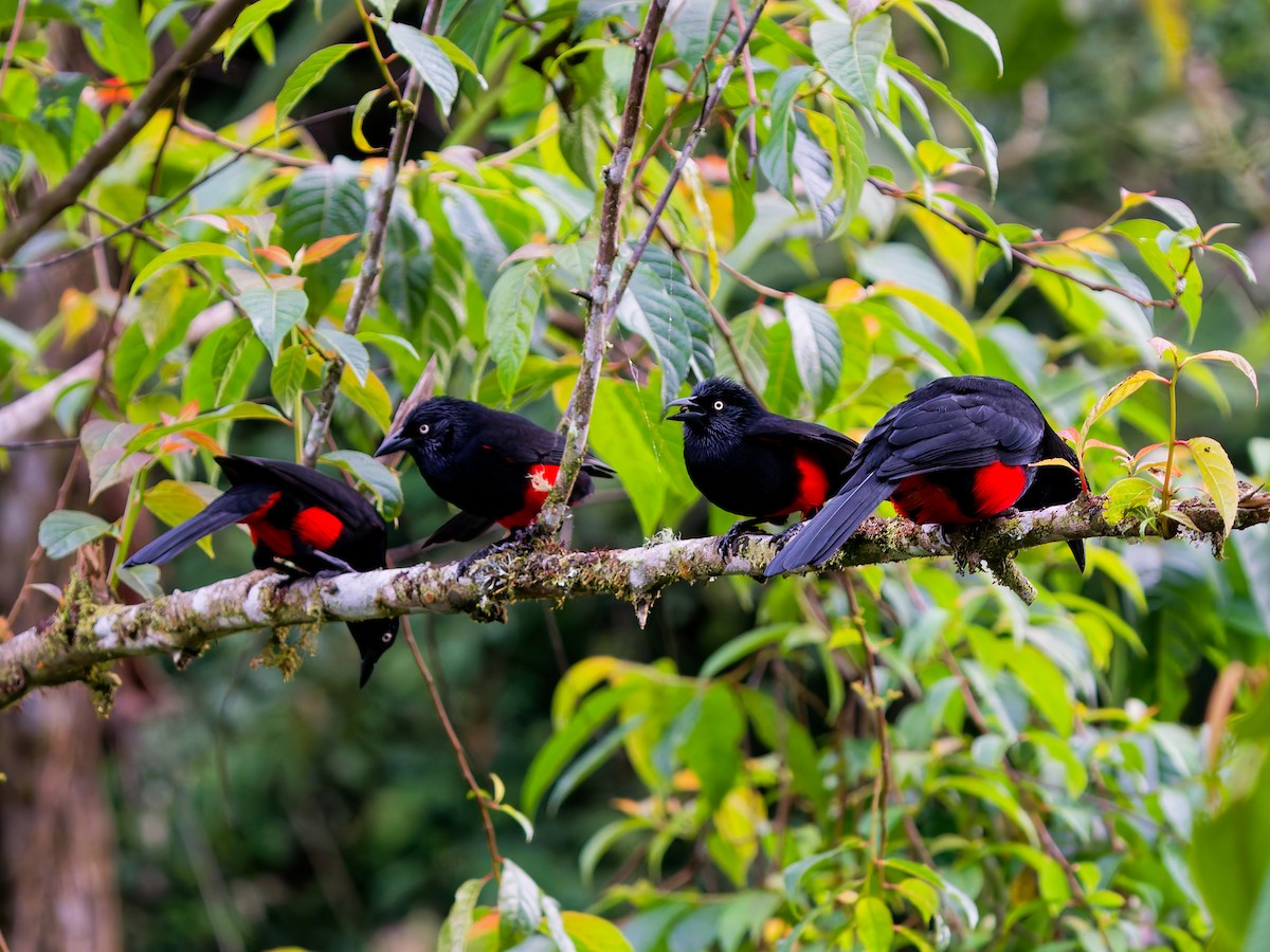 Red-bellied Grackle - ML645083648