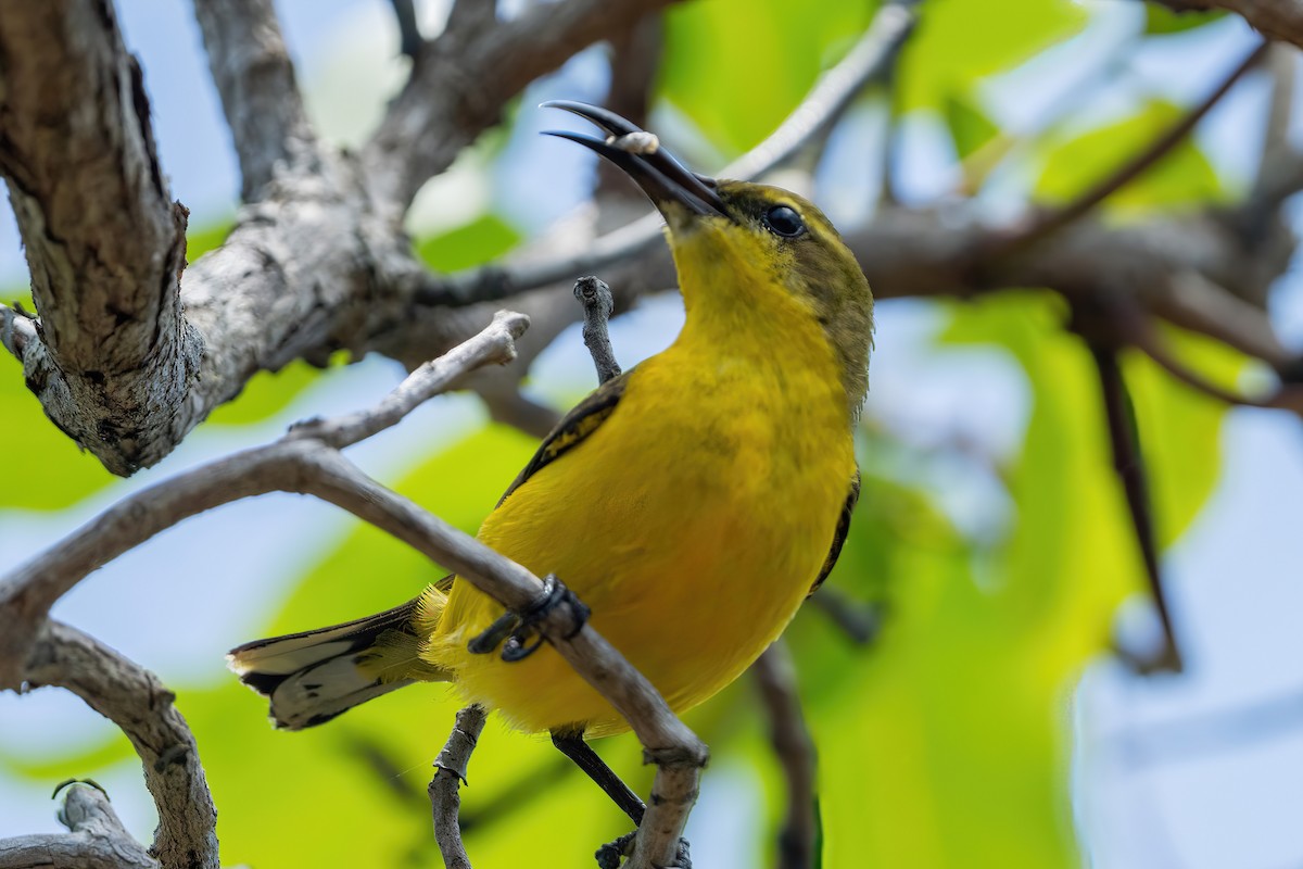 Sahul Sunbird - ML645083650